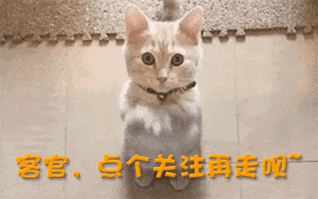 记吃不记打!汪涵被曝家人遭导演蒙骗,匆忙切割晚节不保